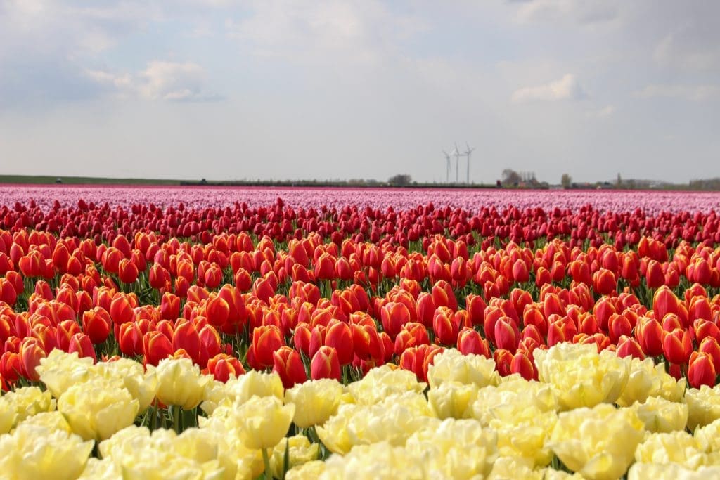 Tulpen | Tulips | Goeree-Overflakkee | Nederland | Netherlands | The Orange Backpack