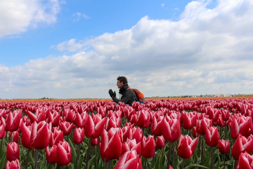 Tulpen | Tulips | Goeree-Overflakkee | Nederland | Netherlands | The Orange Backpack