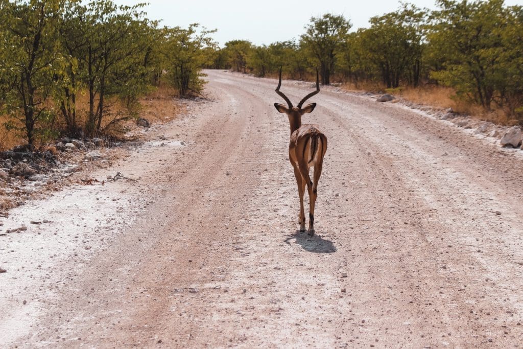 Rijden in Namibië | Driving in Namibia | The Orange Backpack