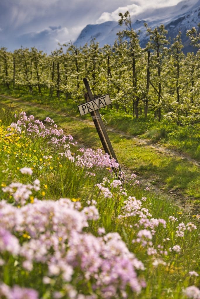 Europe Road Trip Norway fruit orchards Hardanger2_Norway_Realcamplife