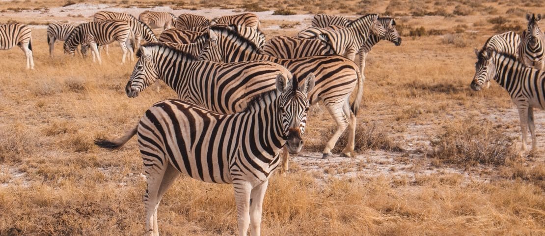 Etosha National Park: onze vierdaagse safari in Namibië