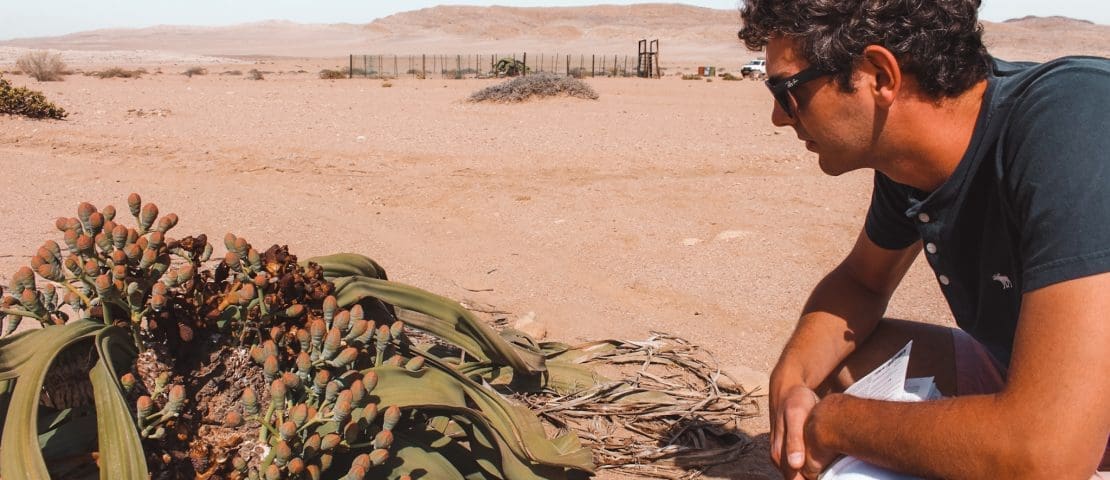 The Welwitschia Drive