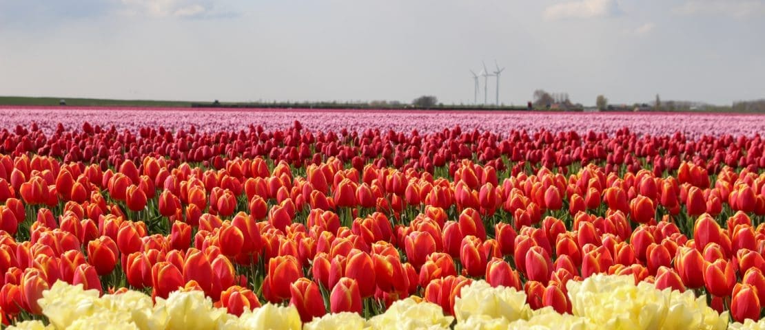 De Hollandse tulpenvelden in beeld