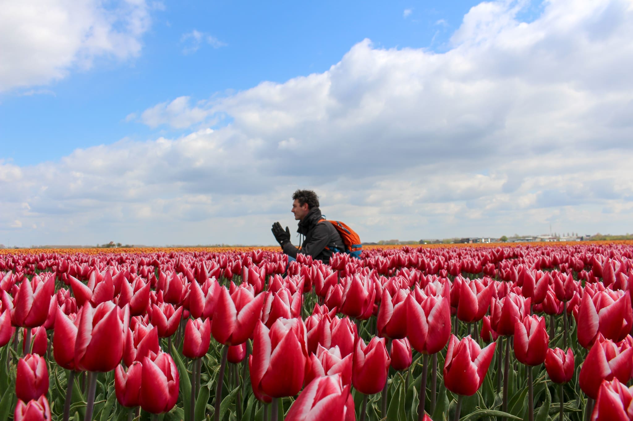 Tulpen | Tulips | Goeree-Overflakkee | Nederland | Netherlands | The Orange Backpack