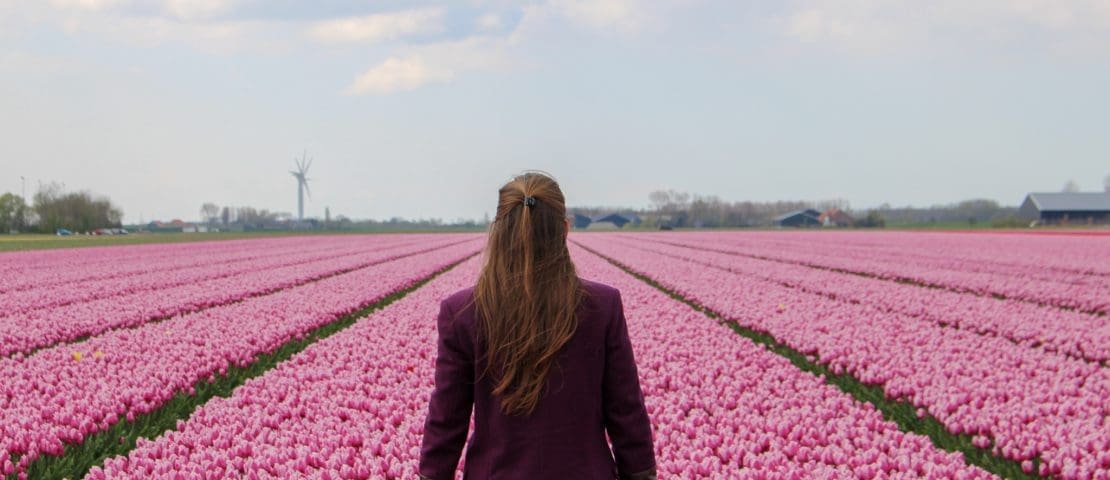 Tulpen | Tulips | Goeree-Overflakkee | Nederland | Netherlands | The Orange Backpack