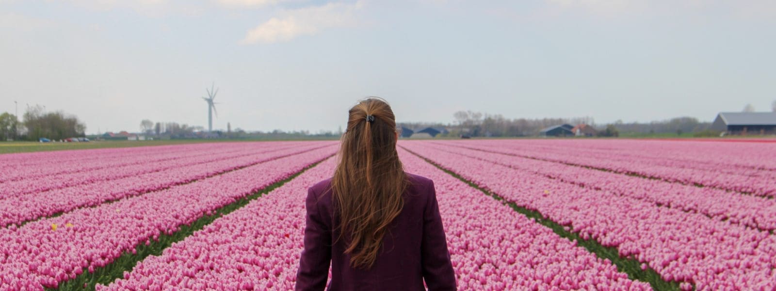 De tulpenvelden van Goeree-Overflakkee