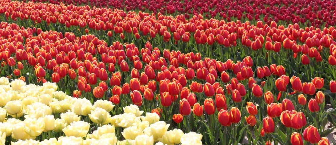 Tulpen | Tulips | Goeree-Overflakkee | Nederland | Netherlands | The Orange Backpack
