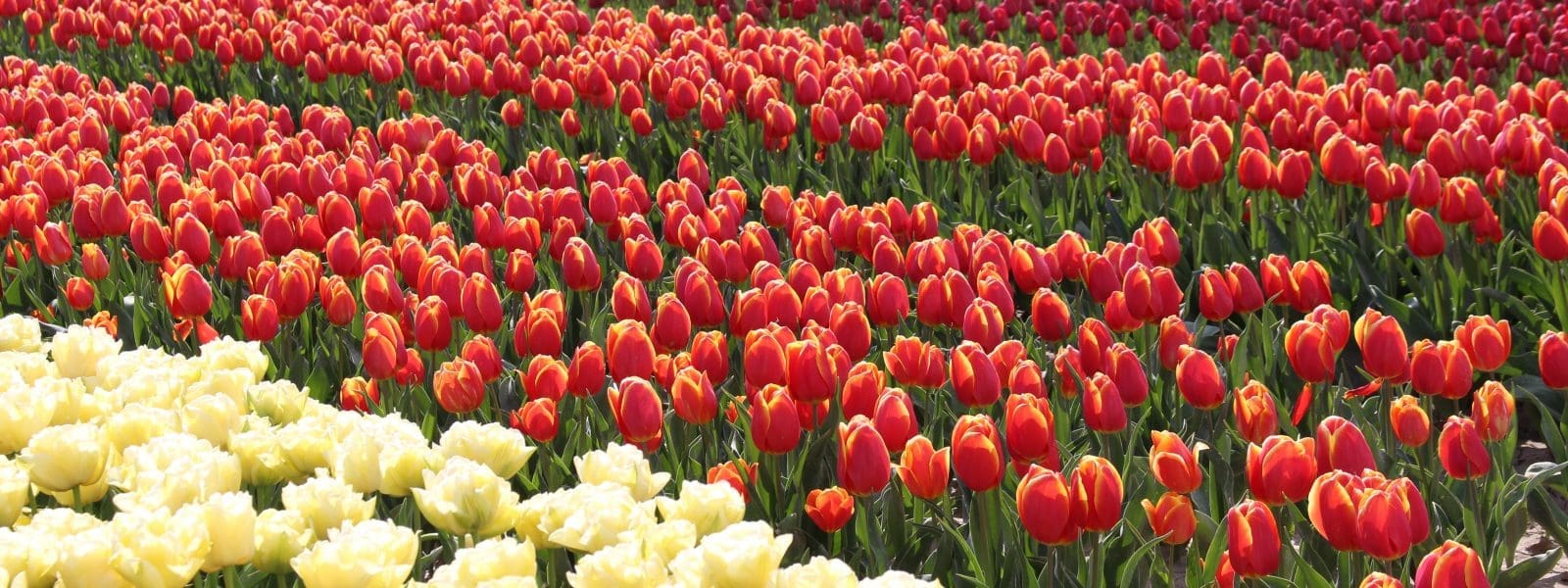 Ontdek de mooiste tulpenvelden in Nederland: 8 regio’s met de beste tulpenpracht in 2026