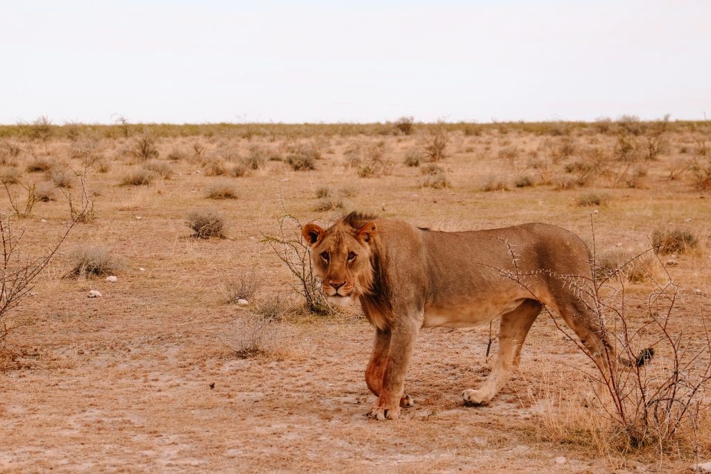 Leeuw in Etosha National Park | safari in Namibië | The Orange Backpack