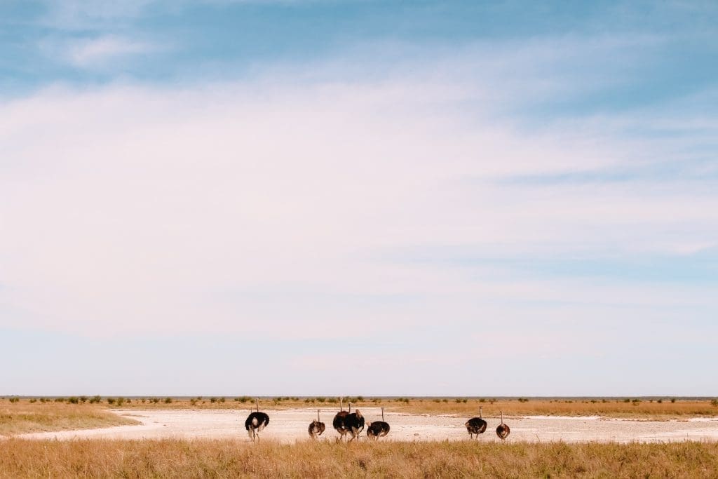 Safari in Namibië | Etosha National Park | Rondreis in Namibië | The Orange Backpack