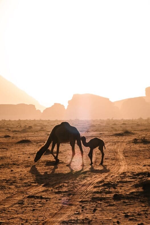 Wadi Rum