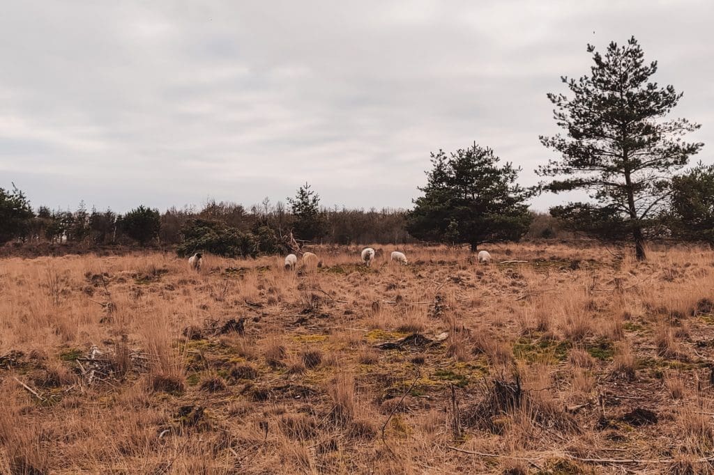Design huisje Voscheheugte | Drenthe, Nederland | Netherlands | The Orange Backpack
