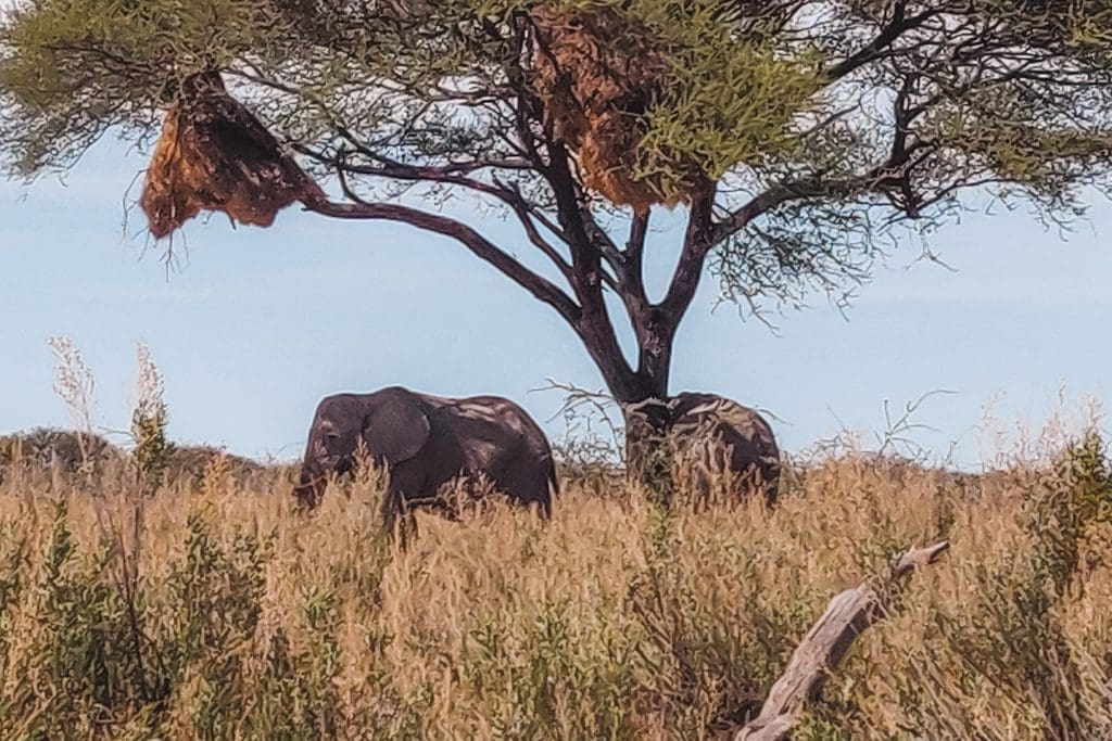 Safari in Etosha | Rondreis in Namibië | The Orange Backpack