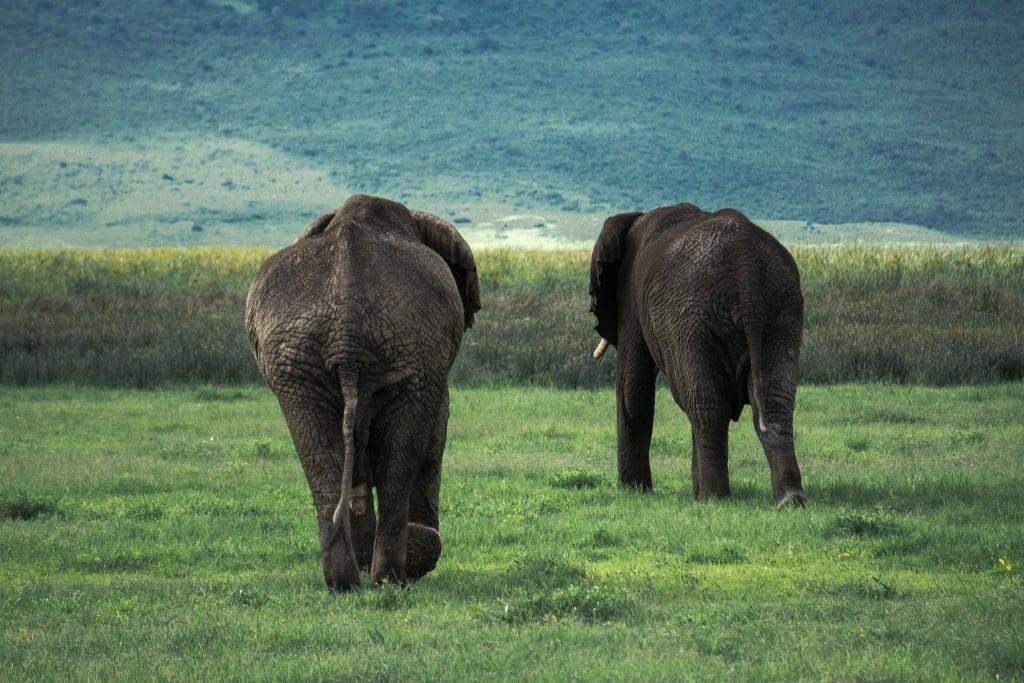 Best volcanoes to visit | Ngorongoro Crater in Tanzania