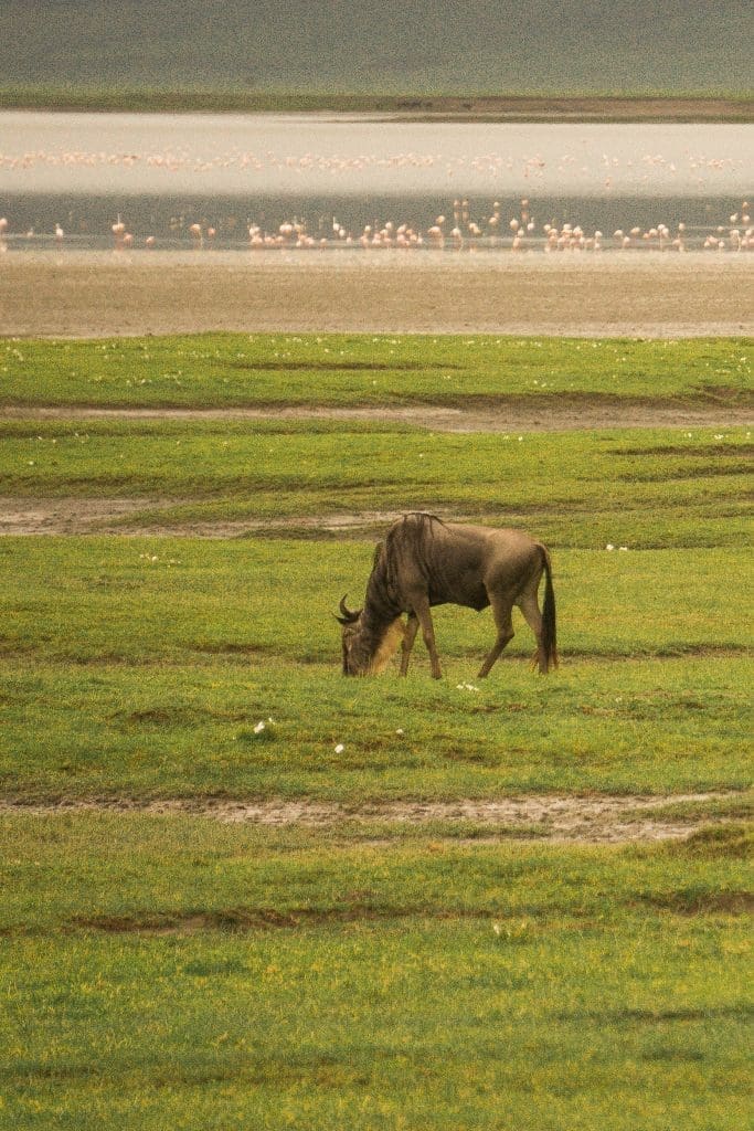 Best volcanoes to visit | Ngorongoro Crater in Tanzania