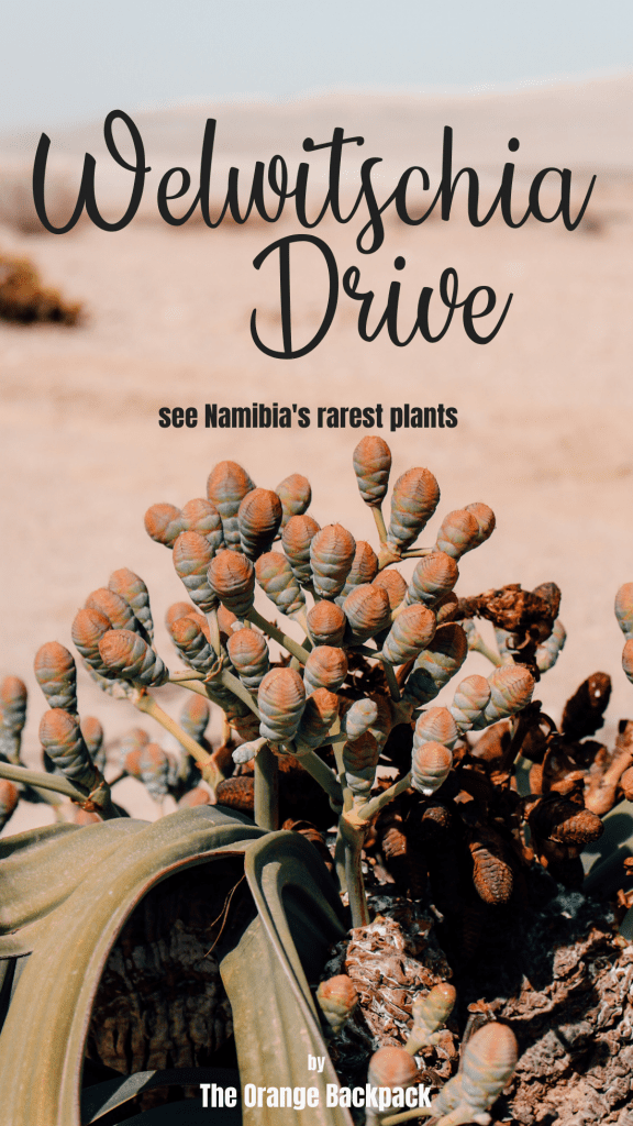 Welwitschia Drive in Namibia