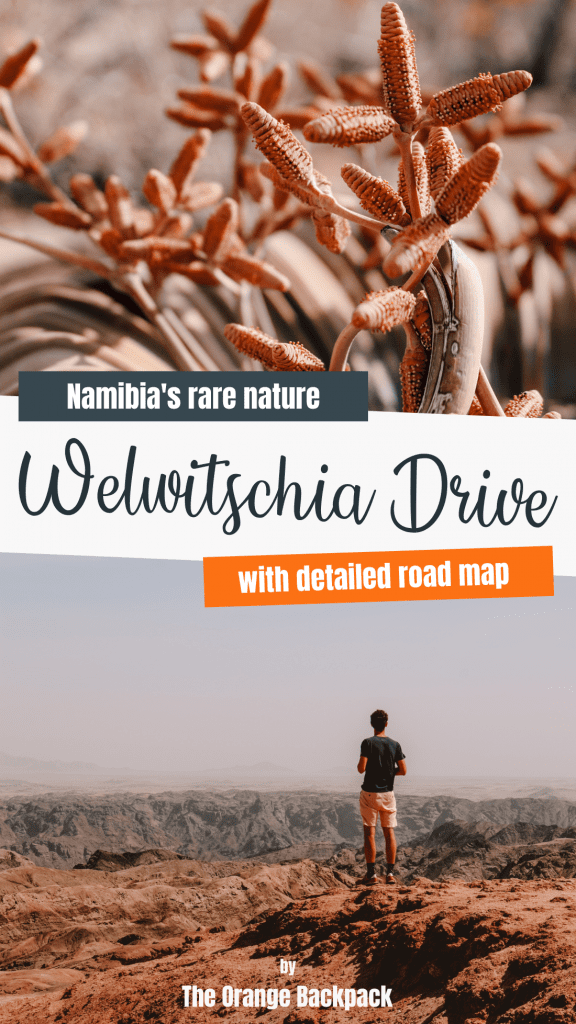 Welwitschia Drive in Namibia