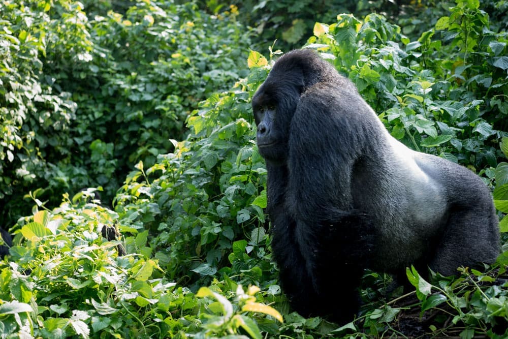 Best place for 30th Birthday - Congo 2