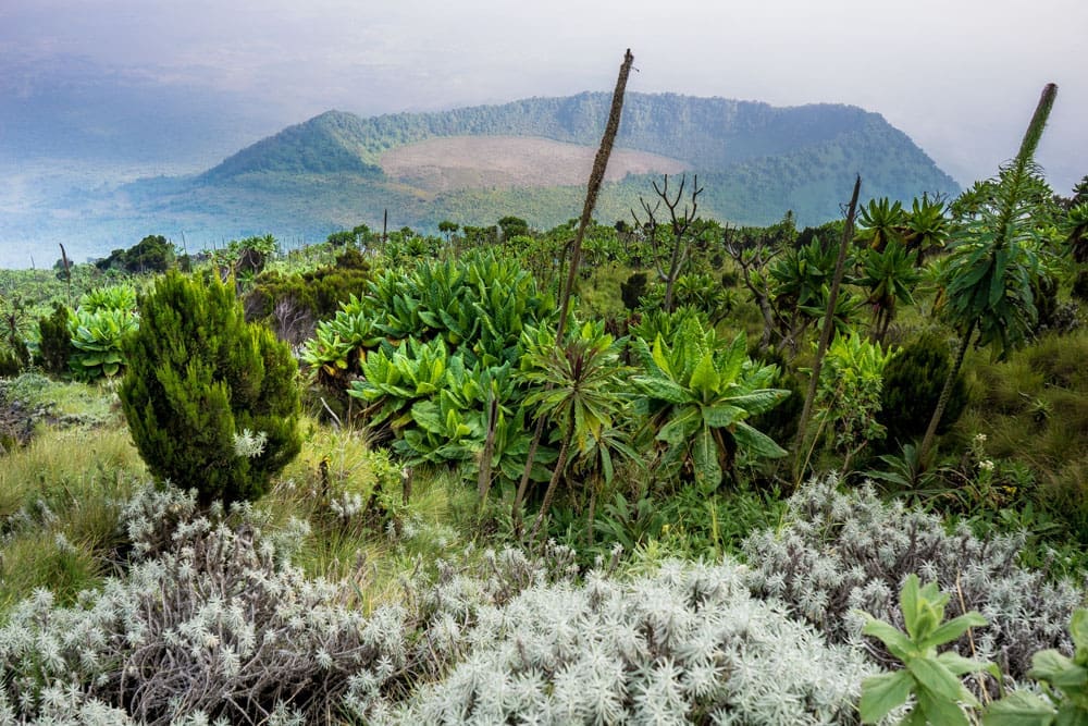 Best place for 30th Birthday - Congo