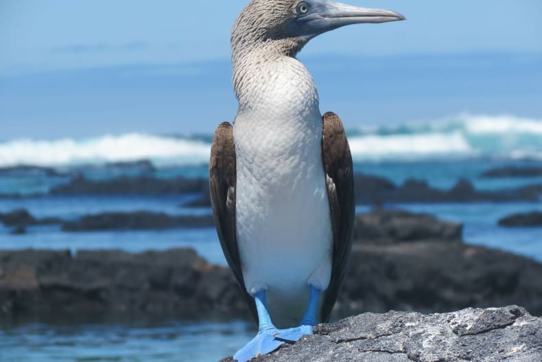 Best place for 30th Birthday - Galapagos Islands