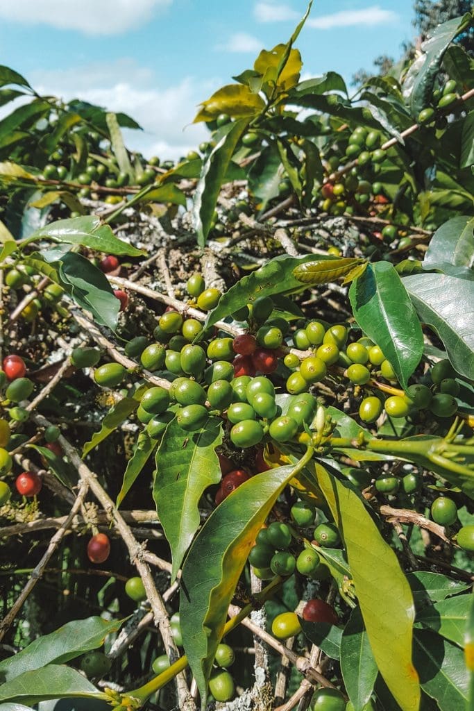 Salento Valle de Cocora Colombia 