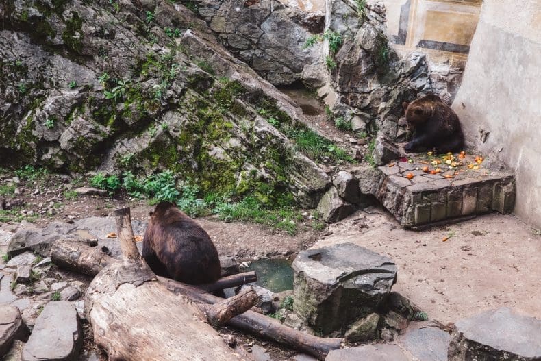 bears in castle Cesky Krumlov