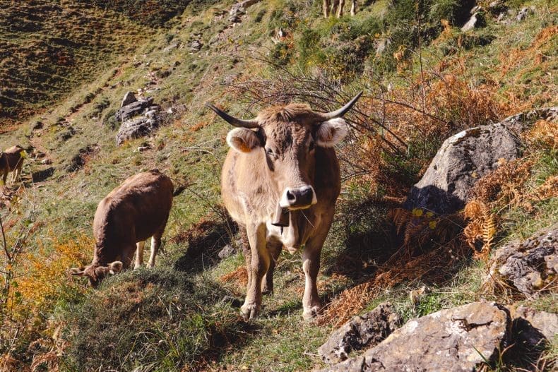 Hike Fuente De Los Picos de Europa