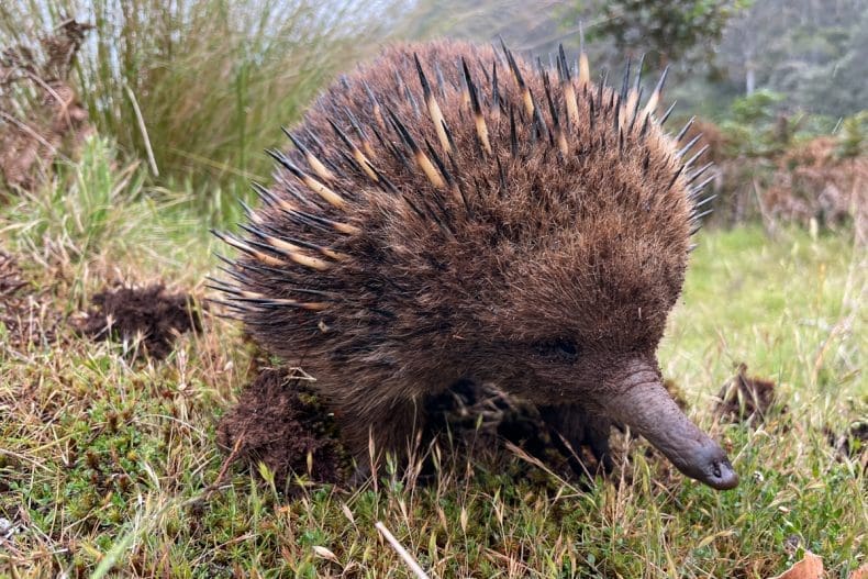 wildlife