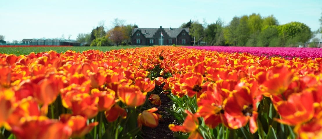 Tulpenroutes en tulpenvelden in Groningen en Friesland