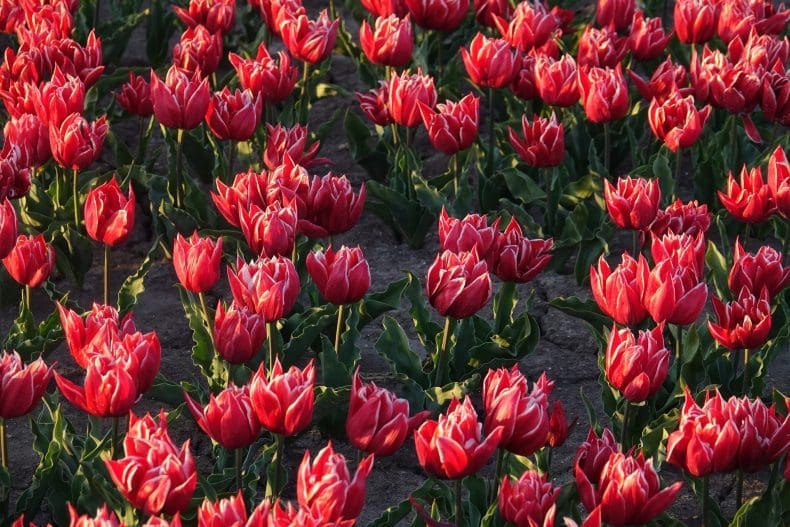 Tulpenroute Nederland
