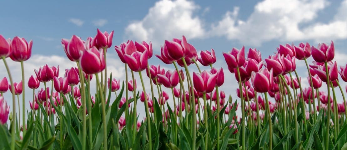 De mooiste tulpenvelden in Brabant