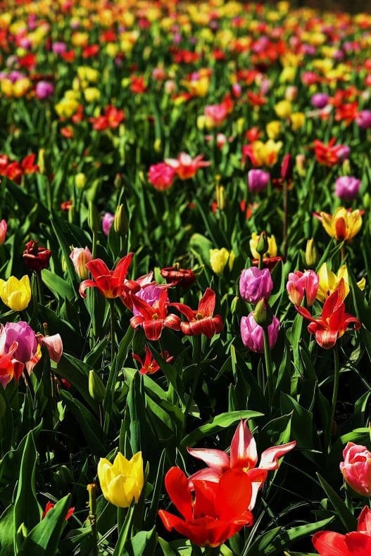 Bont gekleurde tulpenvelden in Nederland