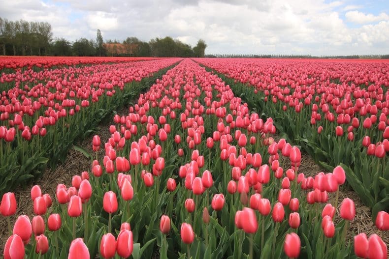 Tulpenroute Nederland