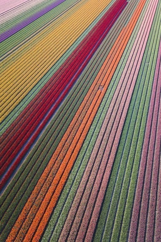 Tulpenvelden Nederland