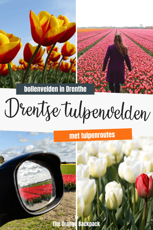 tulpenroute Drenthe tulpenvelden