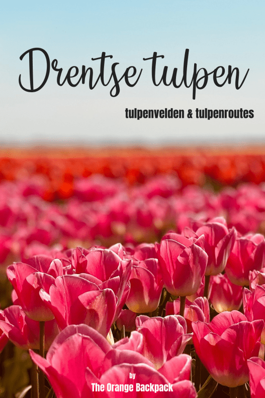 tulpenroute Drenthe tulpenvelden
