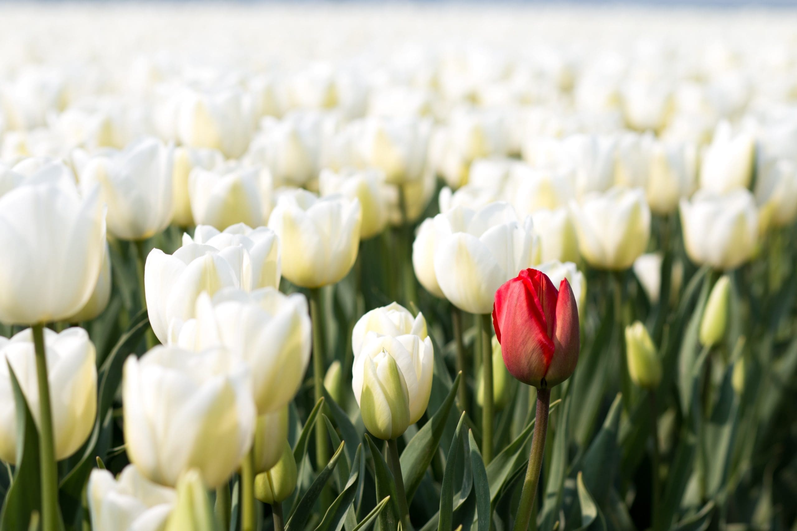 Witte tulpenvelden langs tulpenroute Drenthe