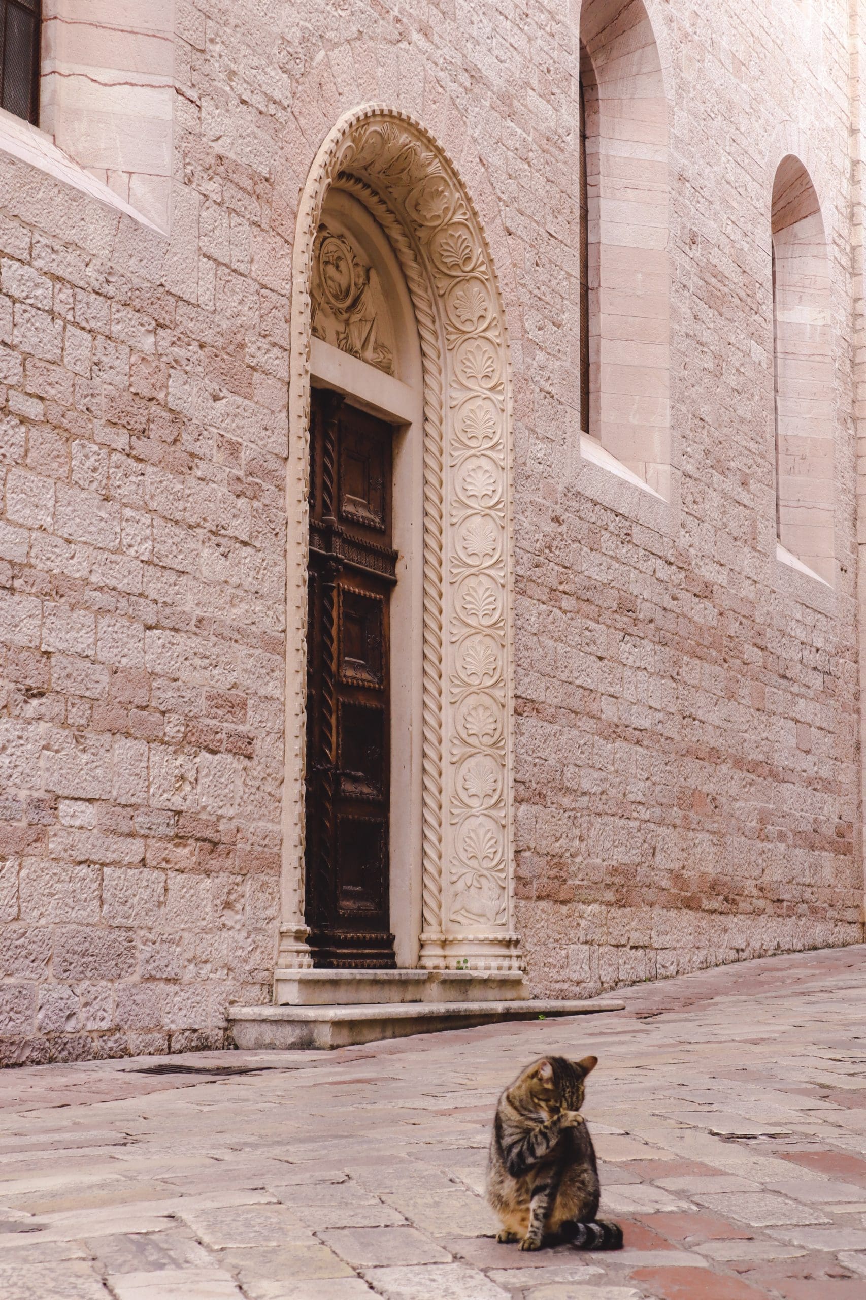 Kotor Cats
