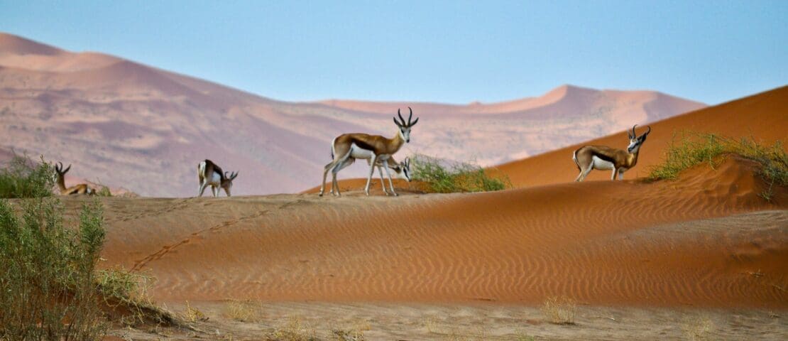 The 29 Most Unique Places to Stay in Namibia: Unique Lodges, Camps & Glamping Stays