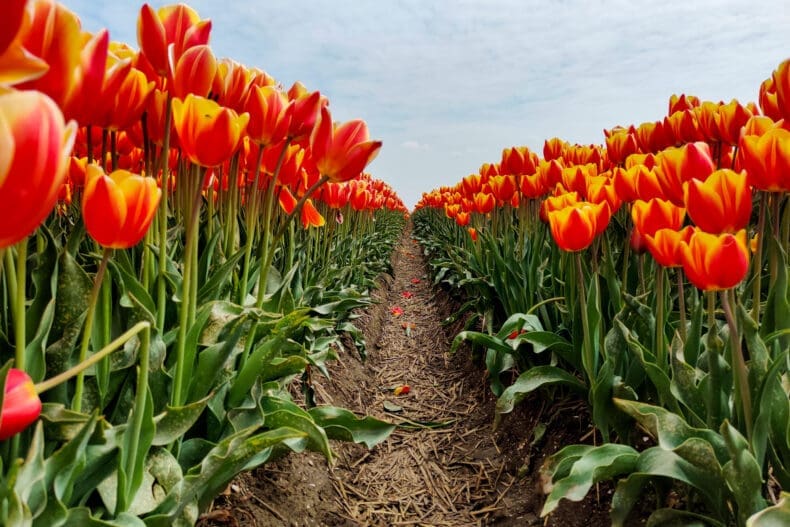 Tulpenroute Flevoland tulpenvelden
