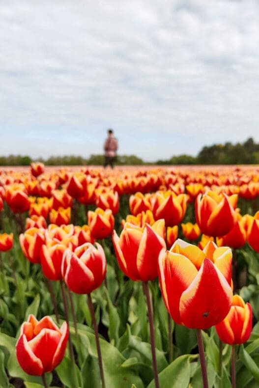 Tulpenvelden Drenthe tulpenroute