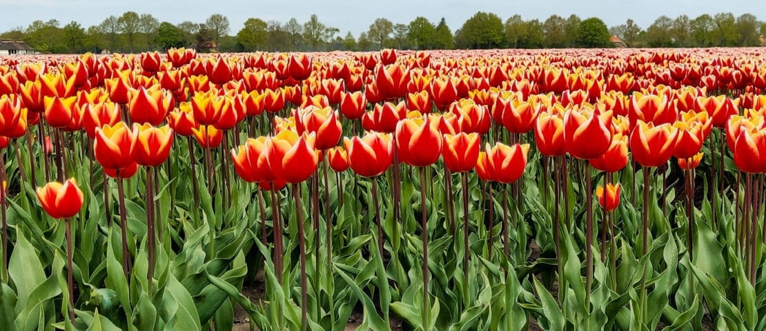 Tulpenpluktuin in Drenthe: hier pluk je zelf een bos tulpen in 2026