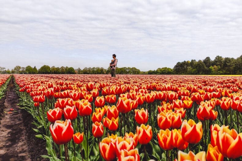 Tulpenvelden Drenthe tulpenroute