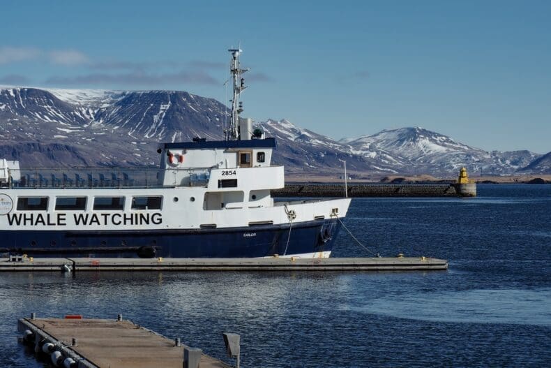Reykjavik Whale Watching