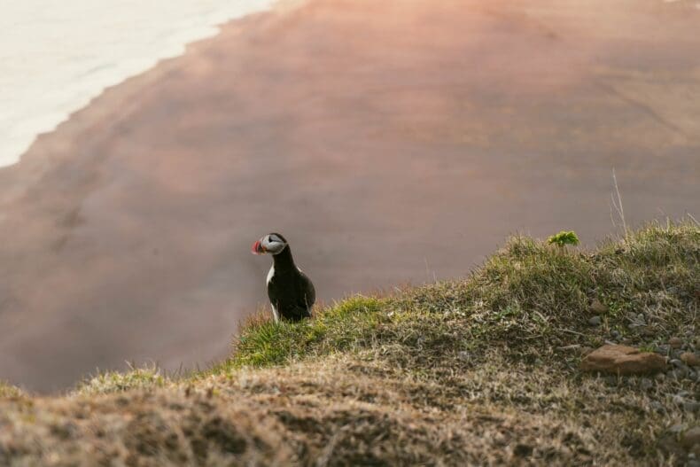 Vik Puffins