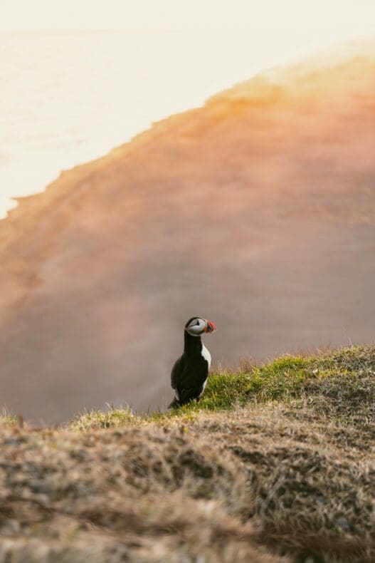 Vik Puffins