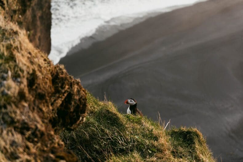 Vik Puffins