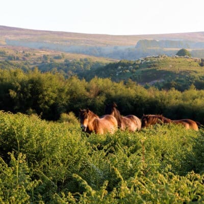 Exmoor Webbers Post