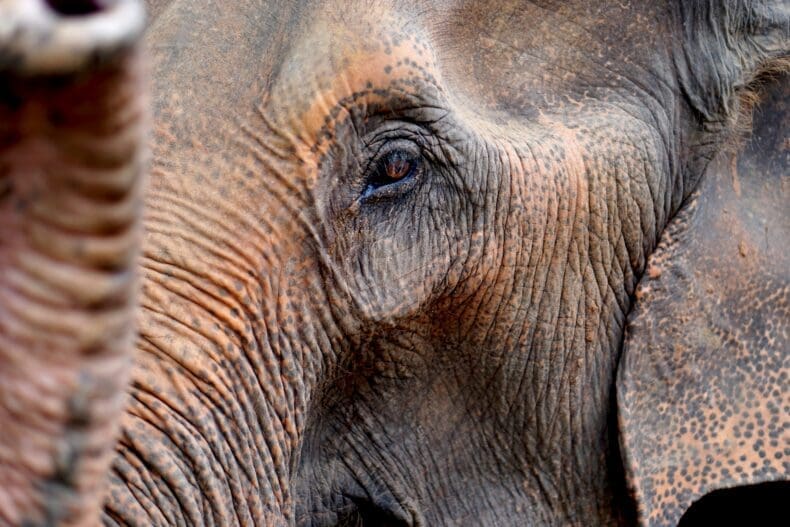 Elephant Chiang Mai