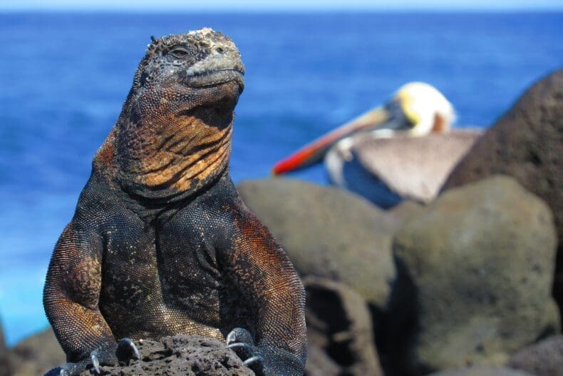 Galapagos